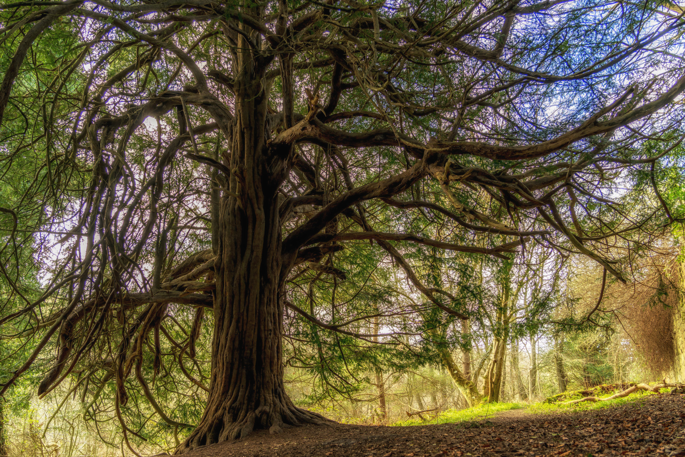 Древнее тисовое дерево